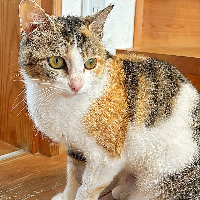 puu.tuuliさんの部屋