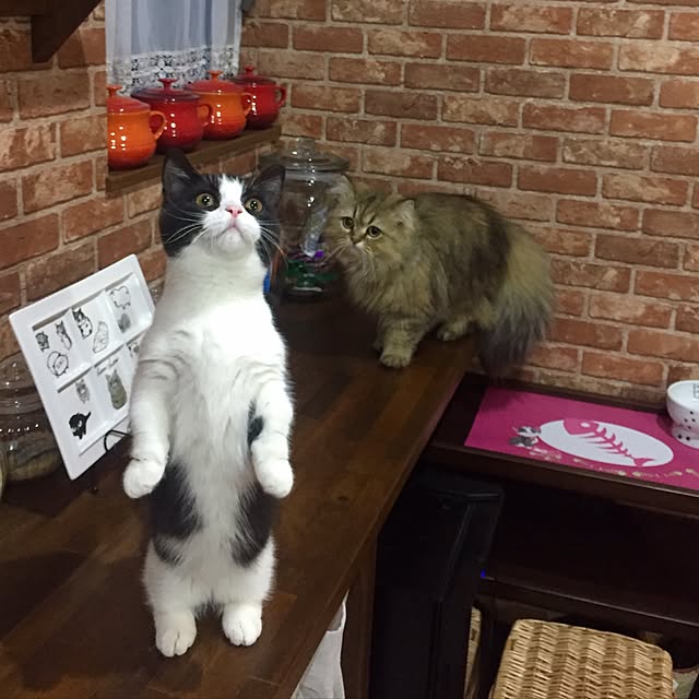 butachanさんの実例写真