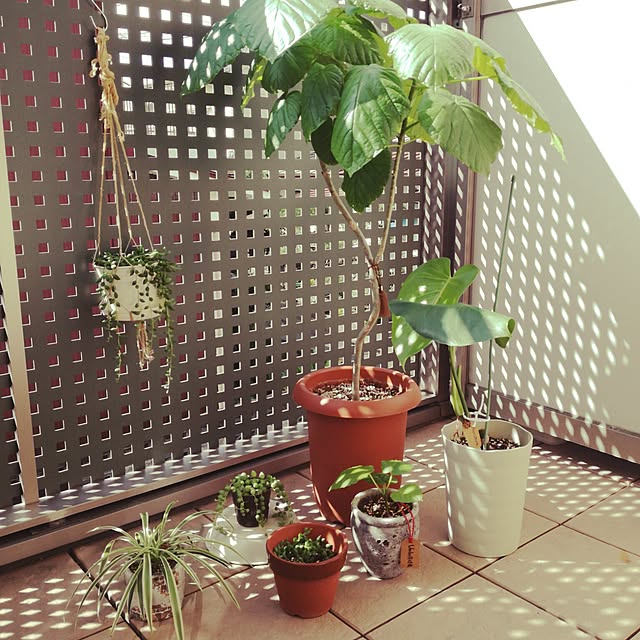 玄関/入り口/NO GREEN NO LIFE/GREENのある暮らしのインテリア実例 - 2016-10-20 10:51:39