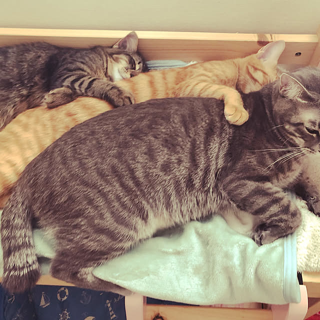 Pisaさんの実例写真