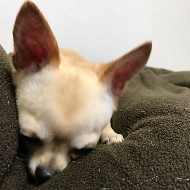 nacchintunnさんの実例写真