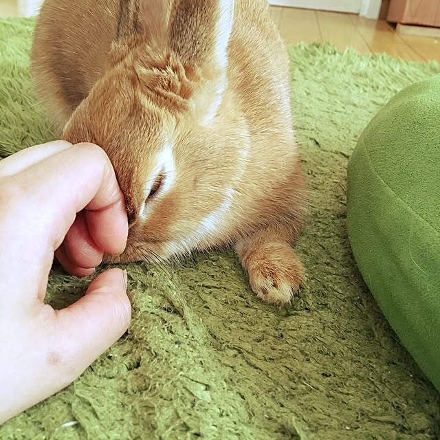 mariさんの実例写真