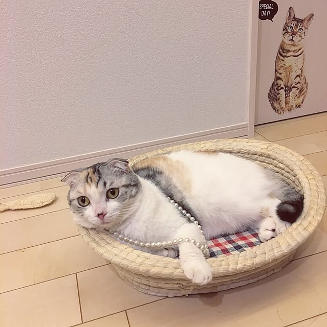 yokkochanさんの実例写真