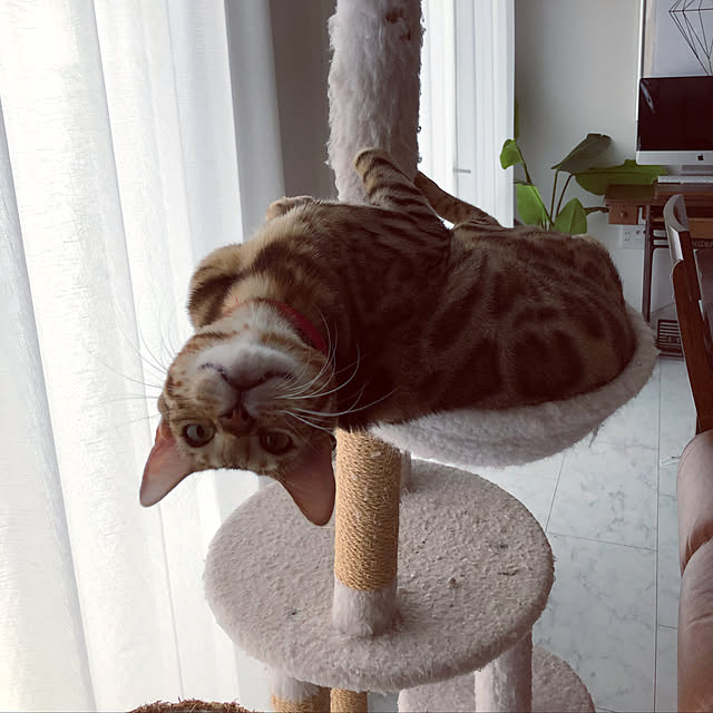 iranさんの実例写真