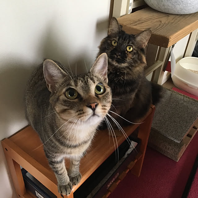 mikomaruさんの実例写真