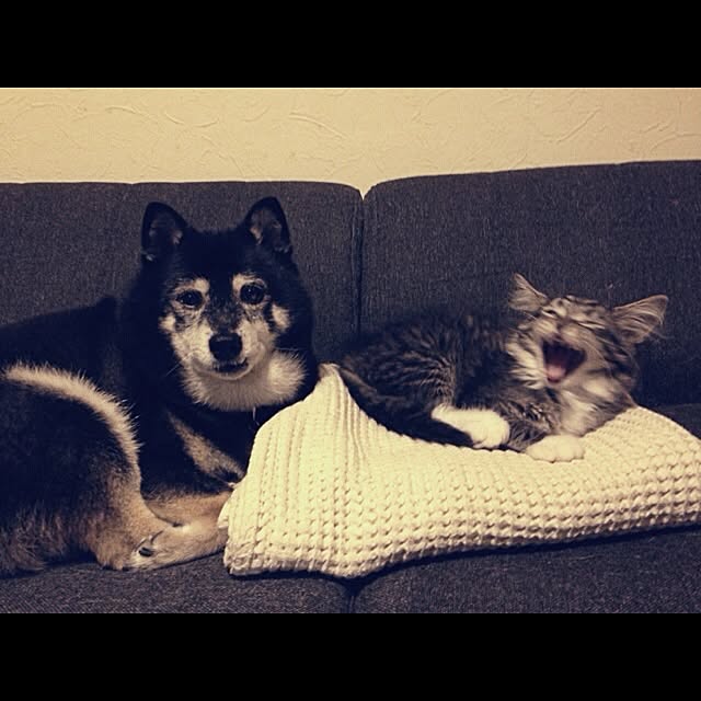 jnkaiさんの実例写真