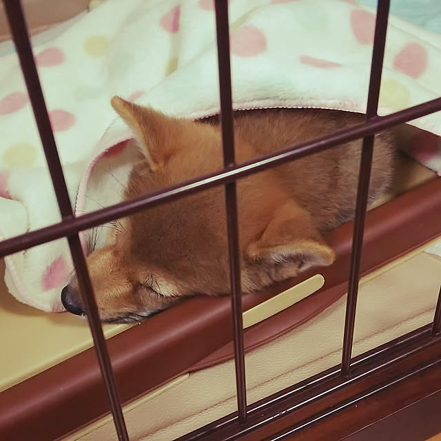 Apiさんの実例写真