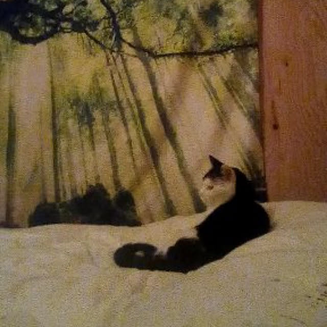 catloveさんの実例写真