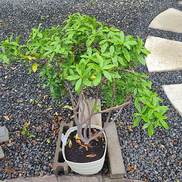 Rubiconさんの部屋