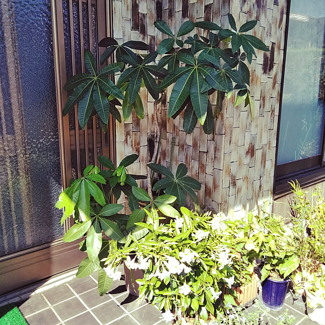 matyanさんの実例写真