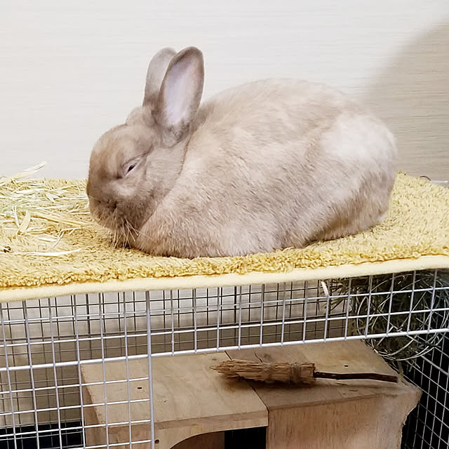 miccyoさんの実例写真