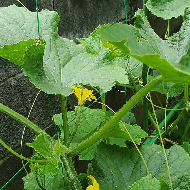 ramuramuさんの部屋
