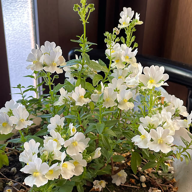 ronronさんの実例写真