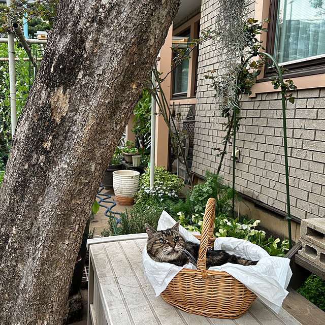botanさんの実例写真