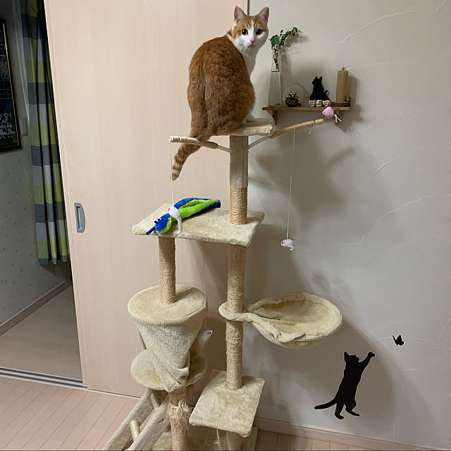 Toyomiさんの実例写真