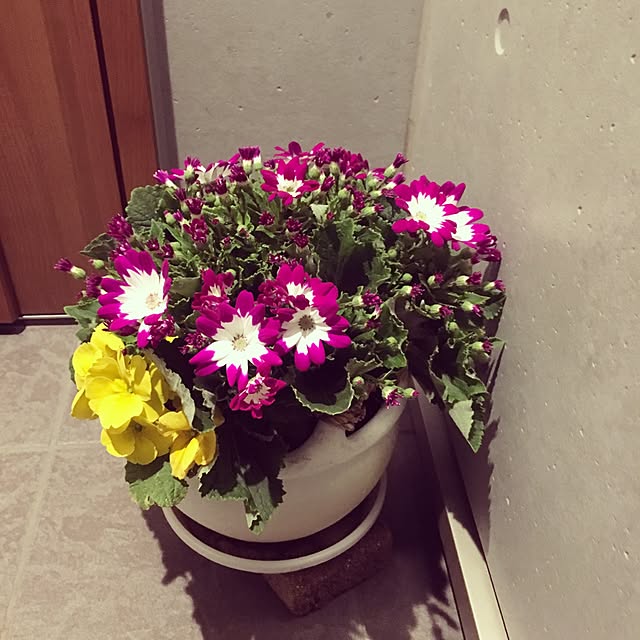 Noricoさんの実例写真