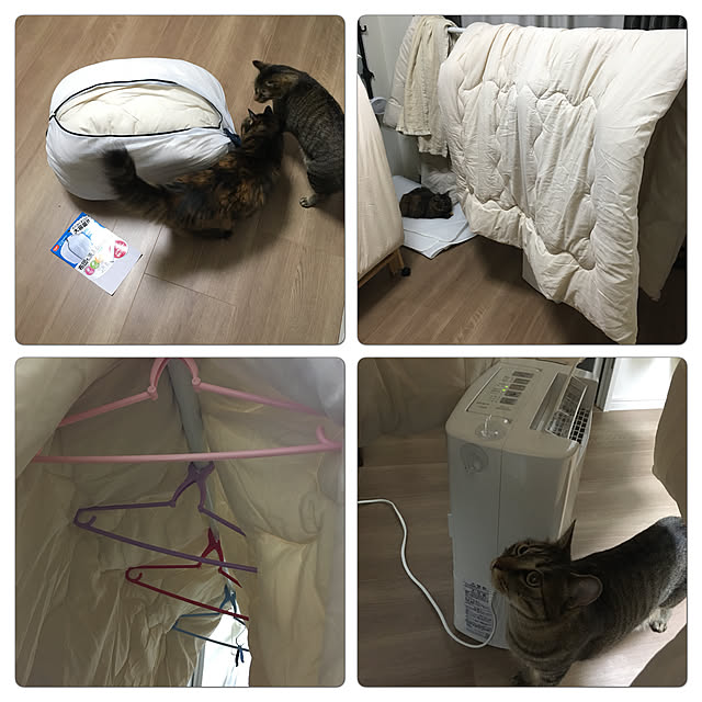 mikomaruさんの実例写真