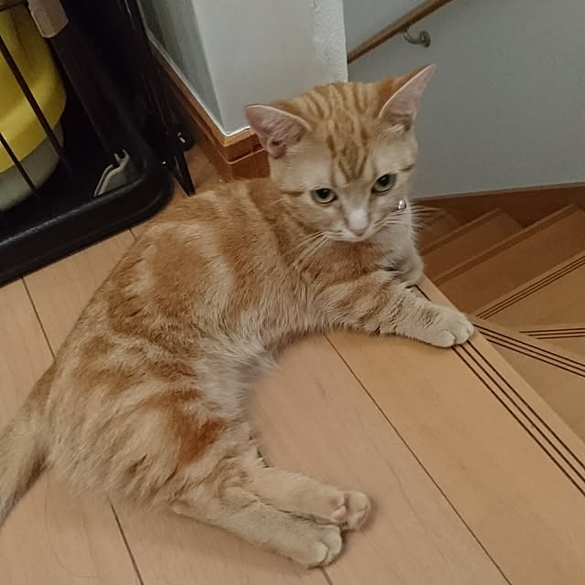 shinobuさんの実例写真