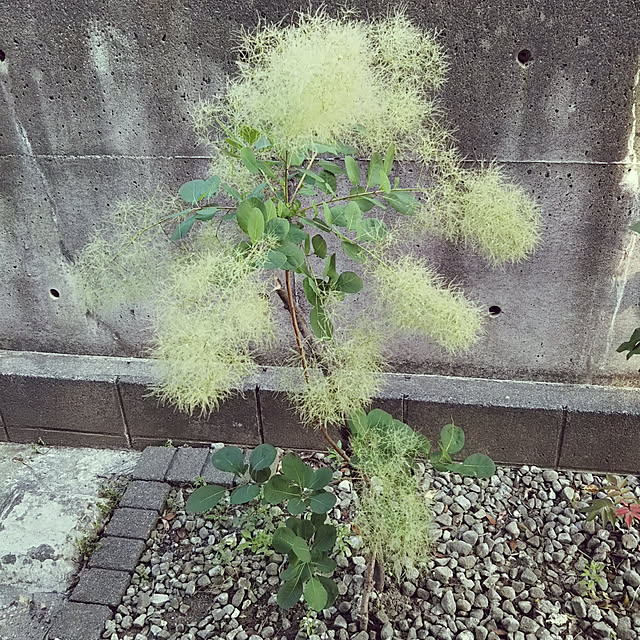 siaさんの実例写真