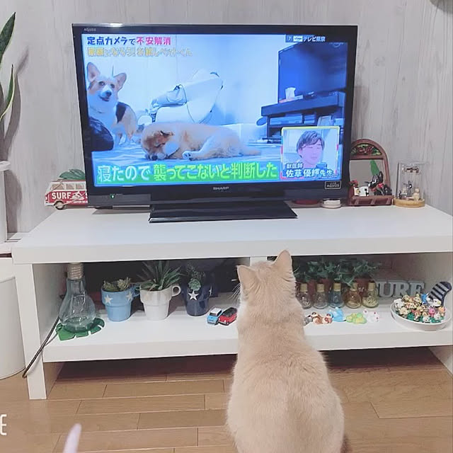 Tomoeさんの実例写真