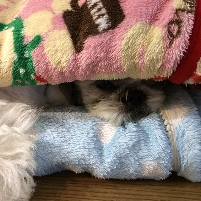 lenkaさんの実例写真