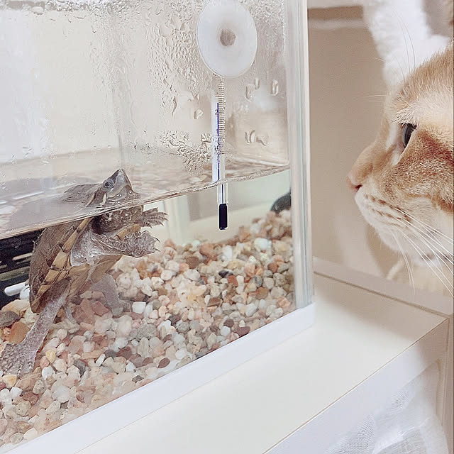 fu_さんの実例写真