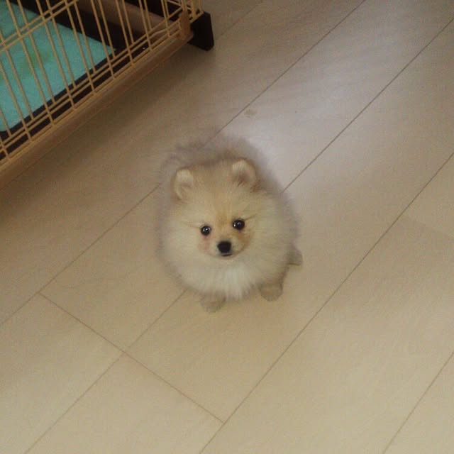 Shokoさんの実例写真