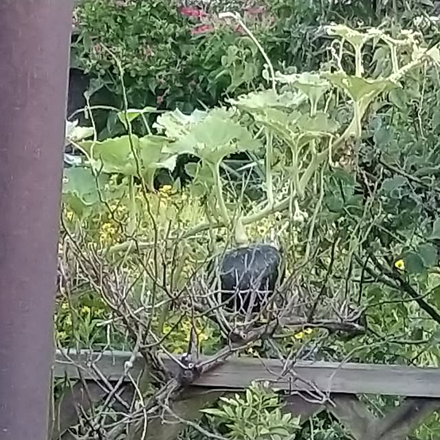 maiさんの部屋
