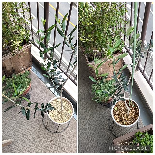 mi-saさんの部屋