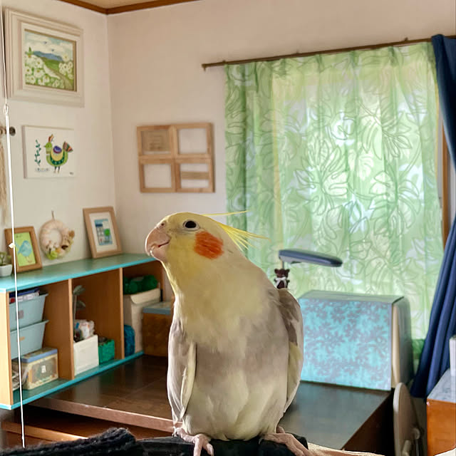 puriyuzuさんの実例写真
