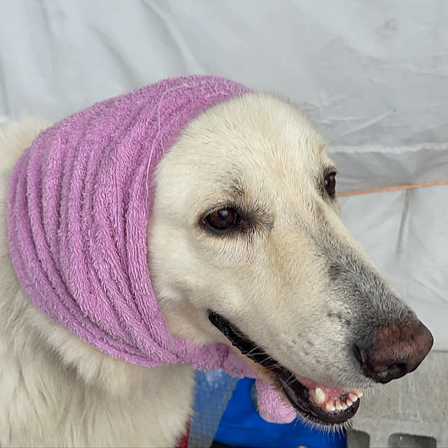 manekinekoさんの実例写真