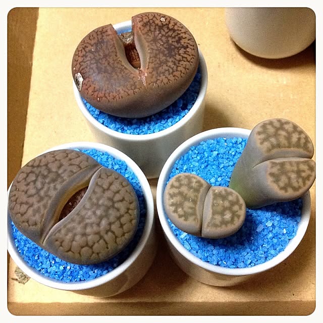 aohaさんの実例写真