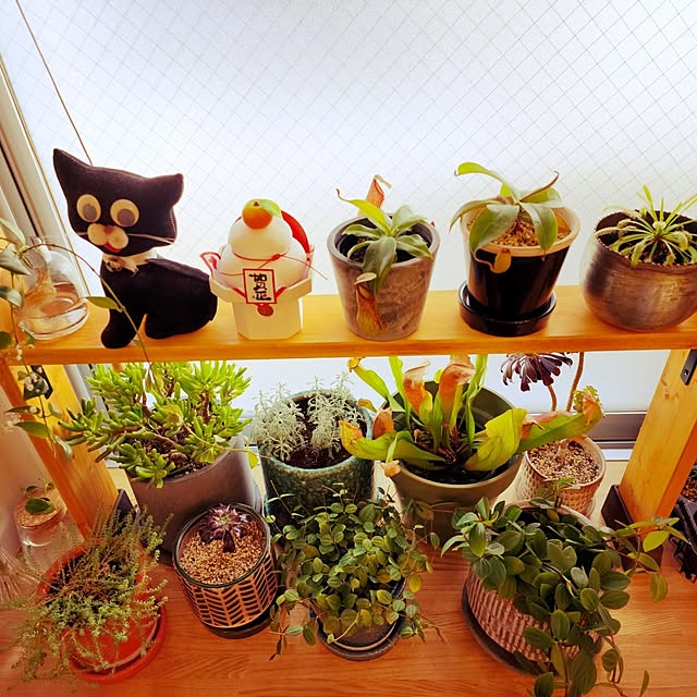 gogosuzuchanさんの部屋