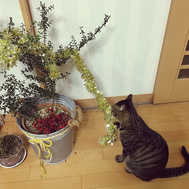 konnakanjiさんの実例写真