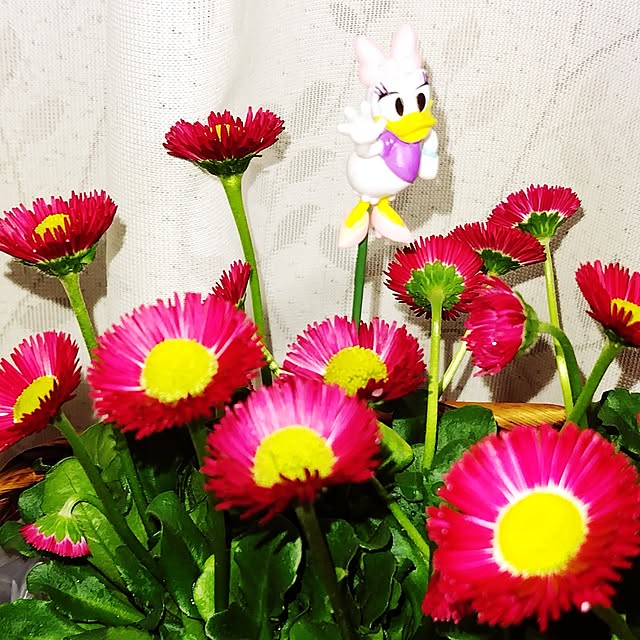 リビング/花/グリーン/飾り棚/カラフル...などのインテリア実例 - 2026-03-06 21:29:34