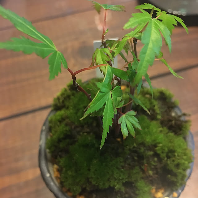 kurashi.mamaさんの実例写真