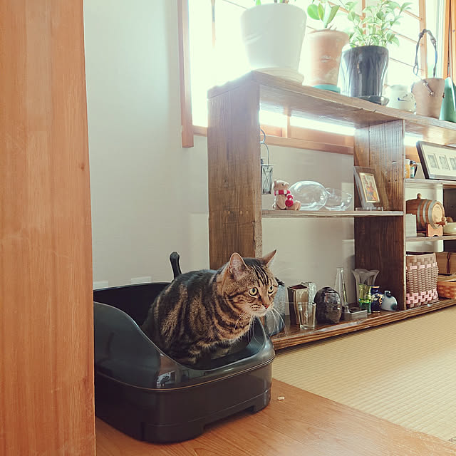 botanさんの実例写真