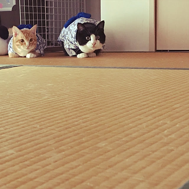 koromaroさんの実例写真