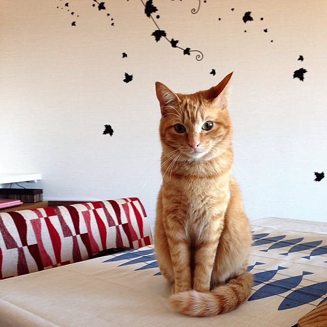 Ryokoさんの実例写真