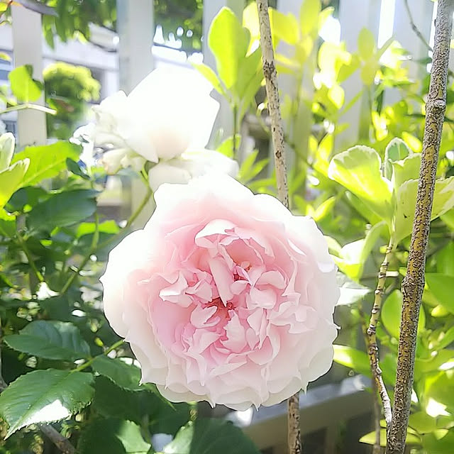 hiromimiさんの実例写真