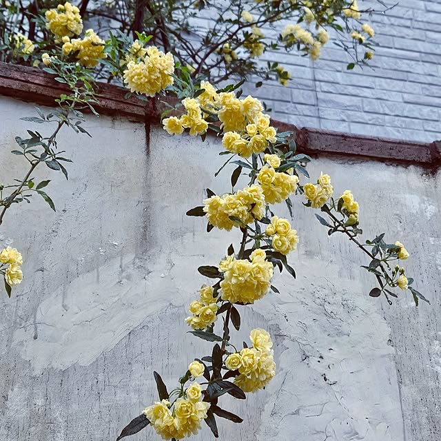 mocomocoさんの部屋