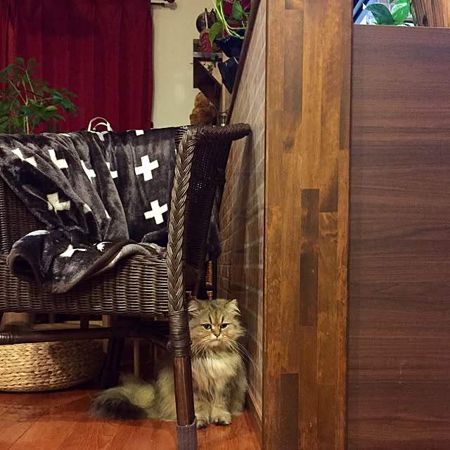 butachanさんの実例写真