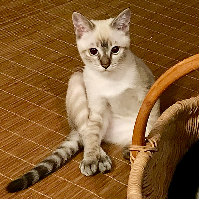 butachanさんの実例写真