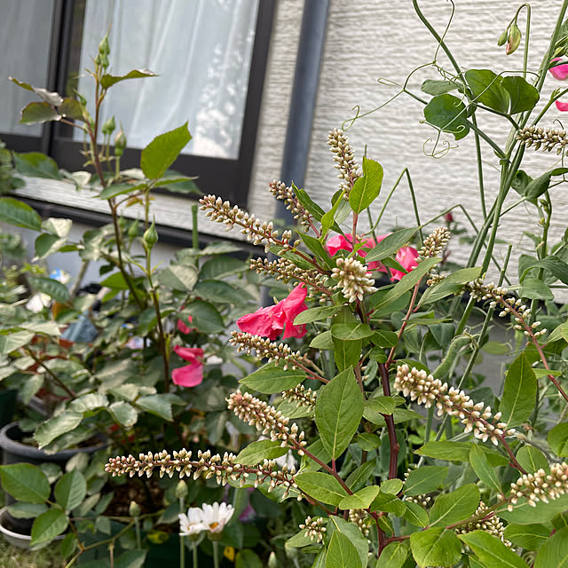 natsumiさんの部屋