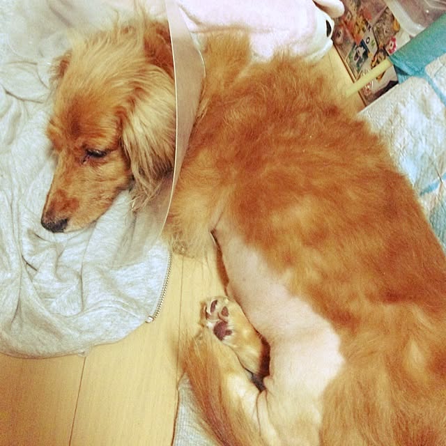 mayoさんの実例写真