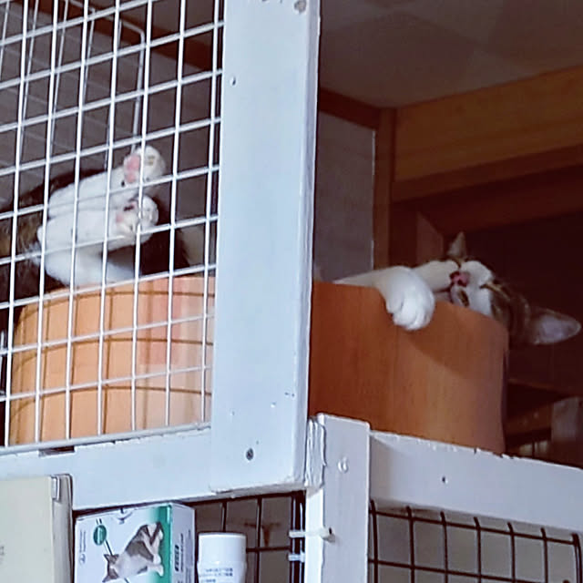 kikuさんの実例写真