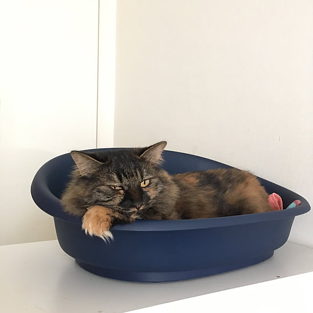 mikomaruさんの実例写真