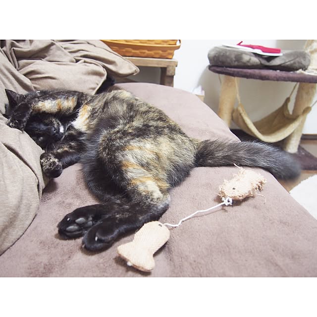Ryoさんの実例写真