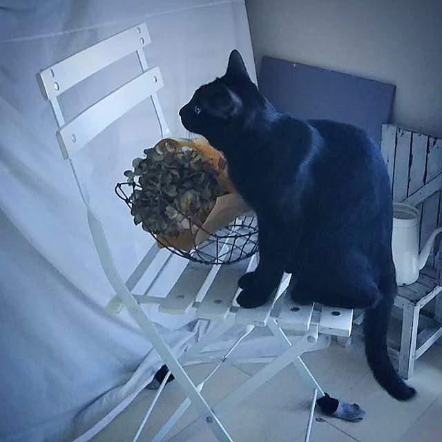 seaさんの実例写真
