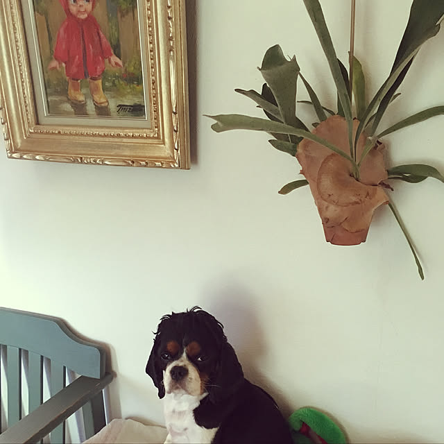 happy0612さんの実例写真